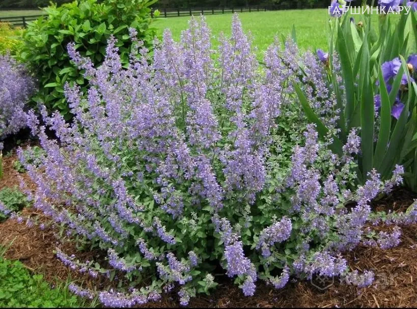 Котовник Фассена Парсиан Блю