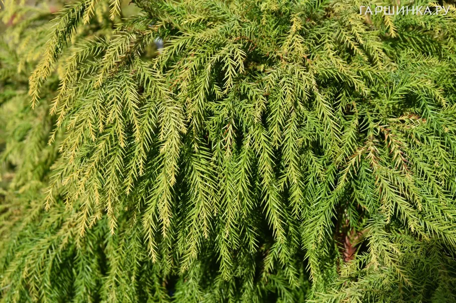 Криптомерия японская Динжер