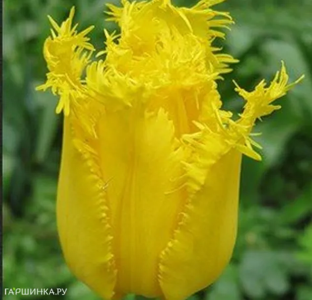 Тюльпан Криспи Мэри бахромчатый 5шт.