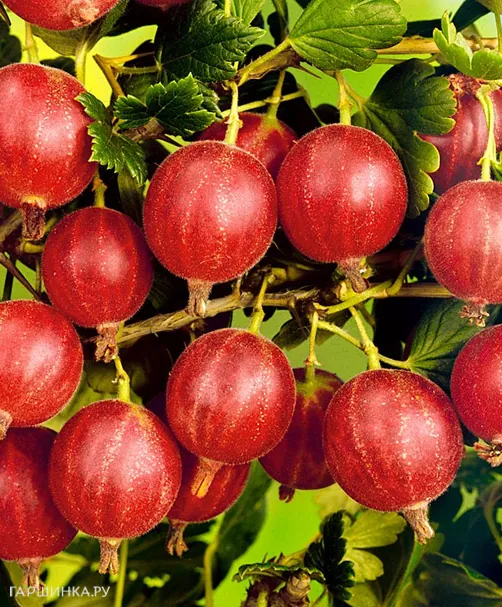 Крыжовник Сеянец Лефора