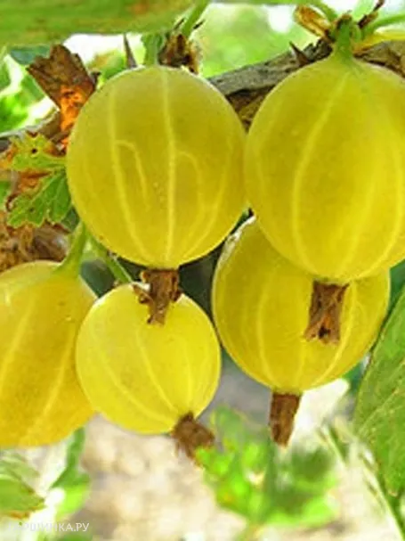Крыжовник Яровой слабошипованный желтый