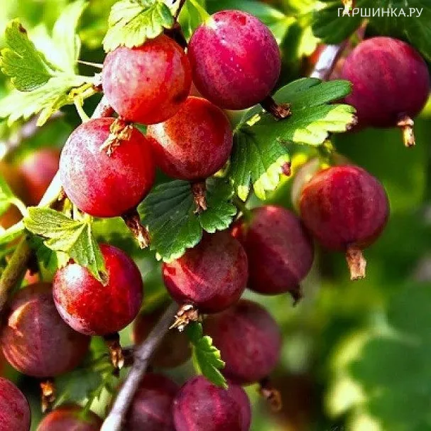 Крыжовник Балет