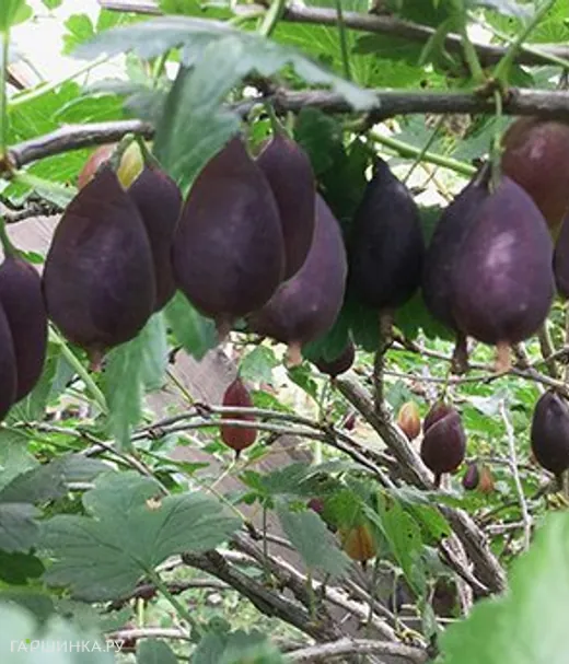 Крыжовник Грушенька