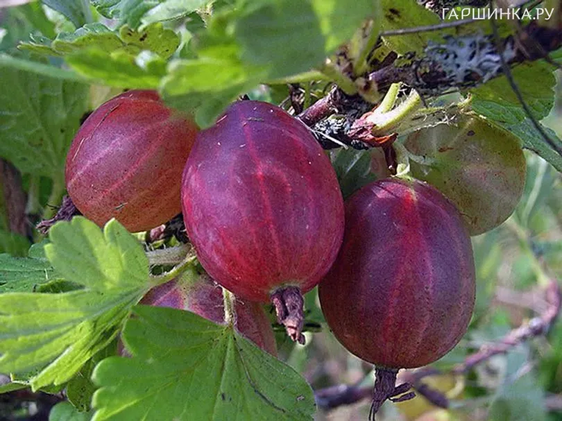 Крыжовник Салют красный