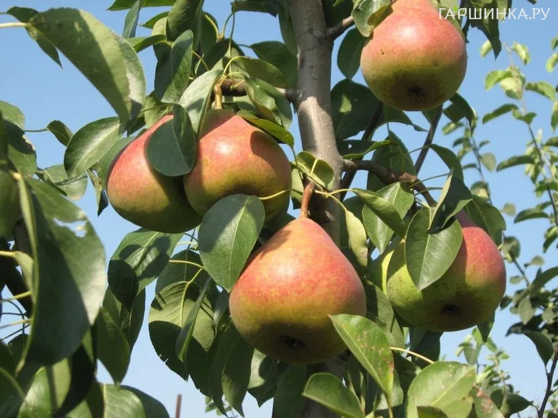 Груша Лакомка