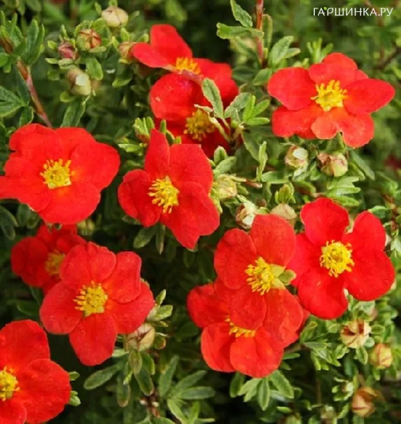 Лапчатка кустарниковая Мэрион Ред Робин