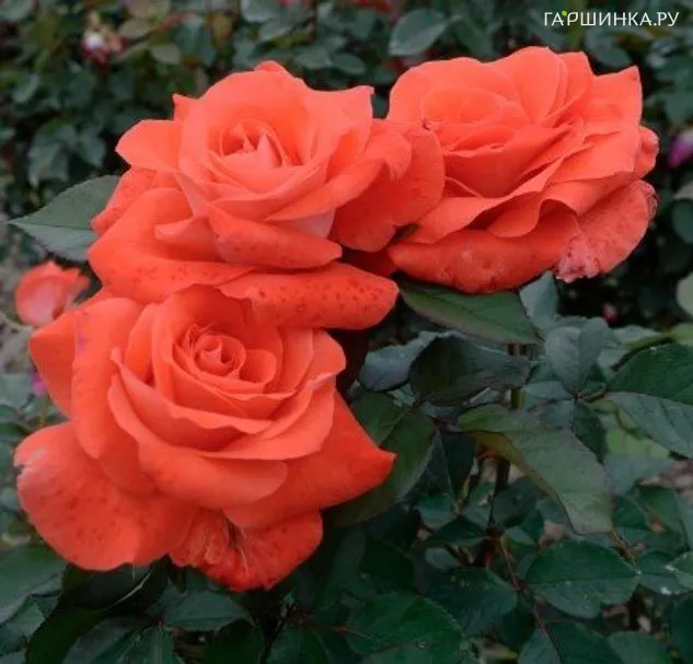 Роза Лаура чайно-гибридная, Top Roses