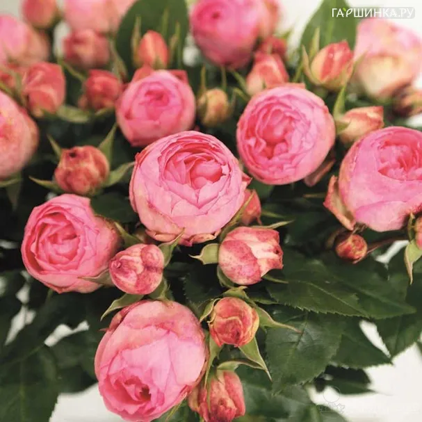 Роза Лавли Рококо Imperial Rose