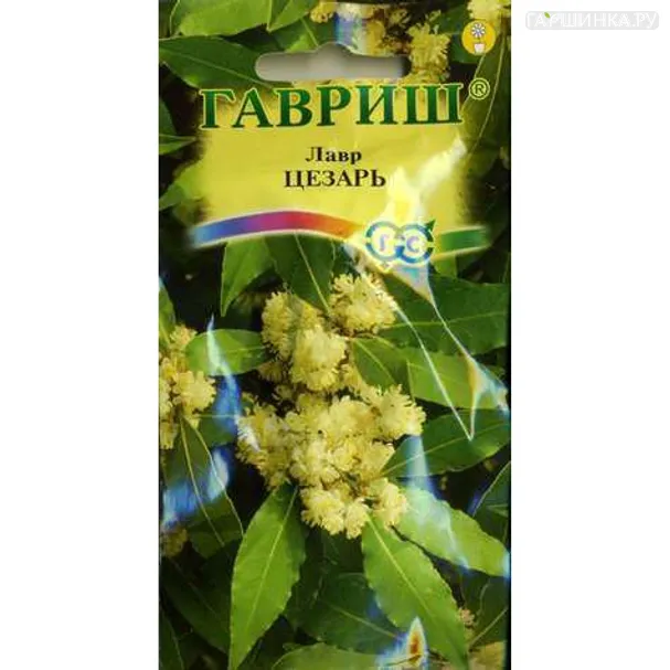 Лавр Цезарь благородный 3 шт.
