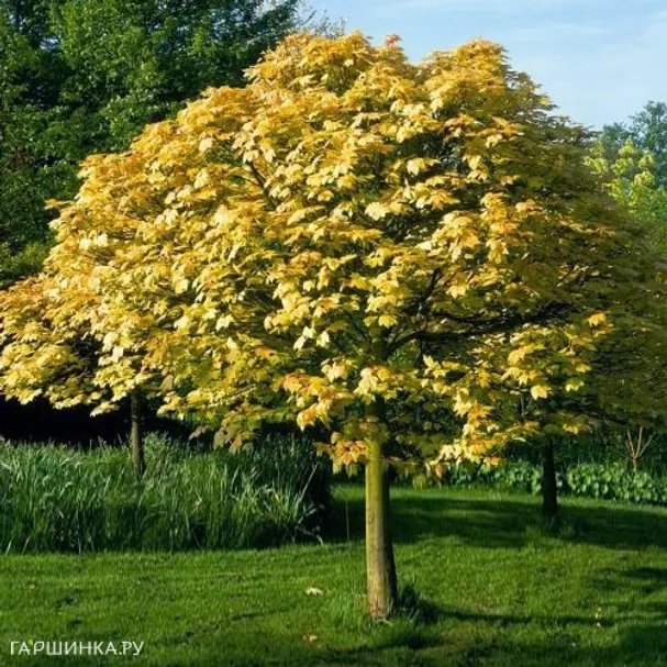 Клен ложноплатановый Леопольди