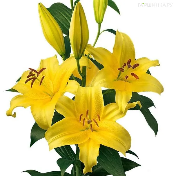 Лилия Элдорет ОТ-гибрид желтая