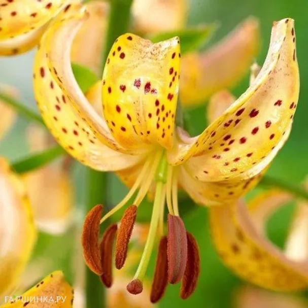 Лилия Гвинея Голд кудреватая 1шт