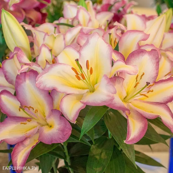 Лилия Капитан Триколор восточная