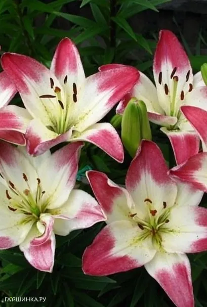 Лилия Лоллипоп азиатская/2шт