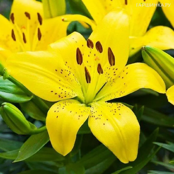 Лилия Перл Мелани