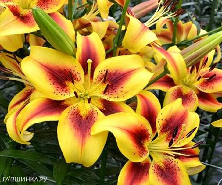 Лилия Вива ла Вида