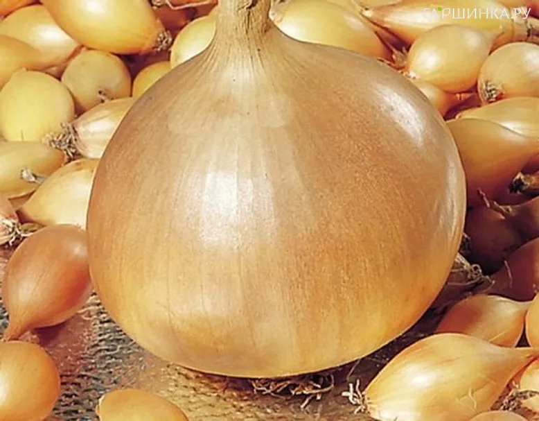 Лук-севок Форум (желтый круглый) 0,5 кг