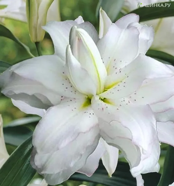 Лилия Лотус Бьюти восточная махровая