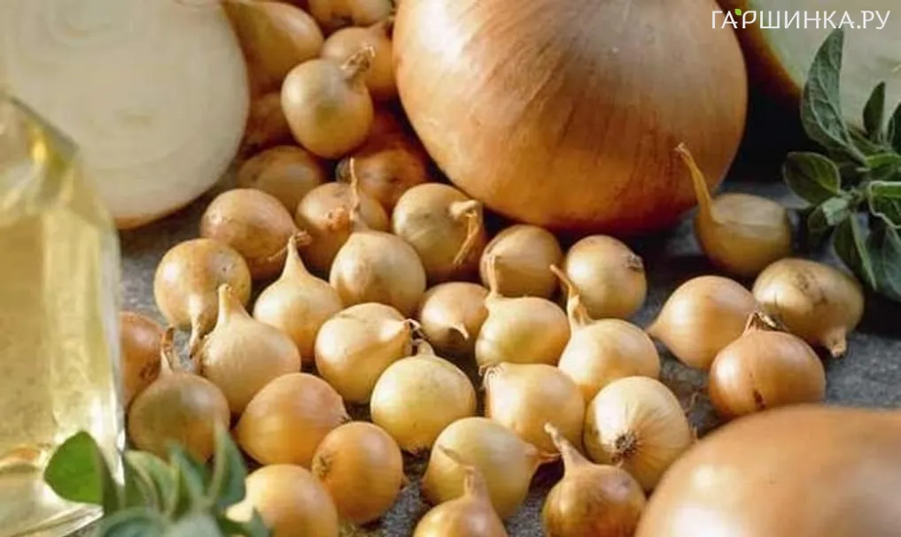 Лук-севок Трой (желтый) 0,5 кг