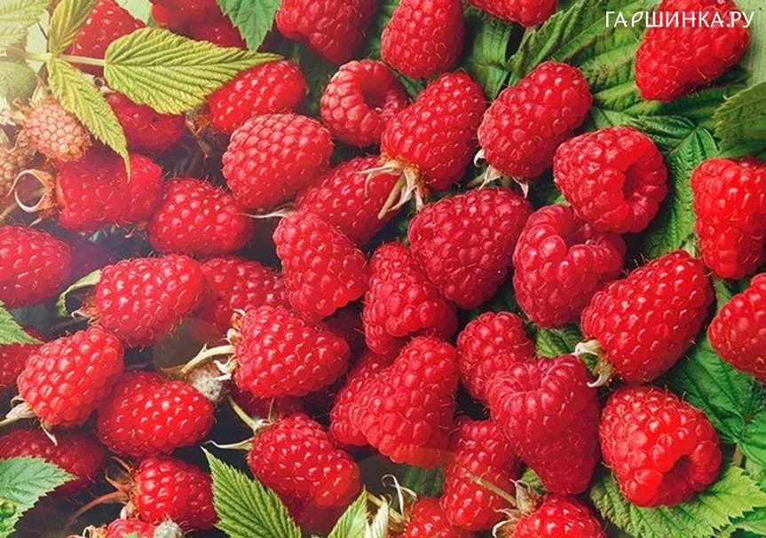 Малина Брянский Рубин крупноплодная красная (лицензионная)