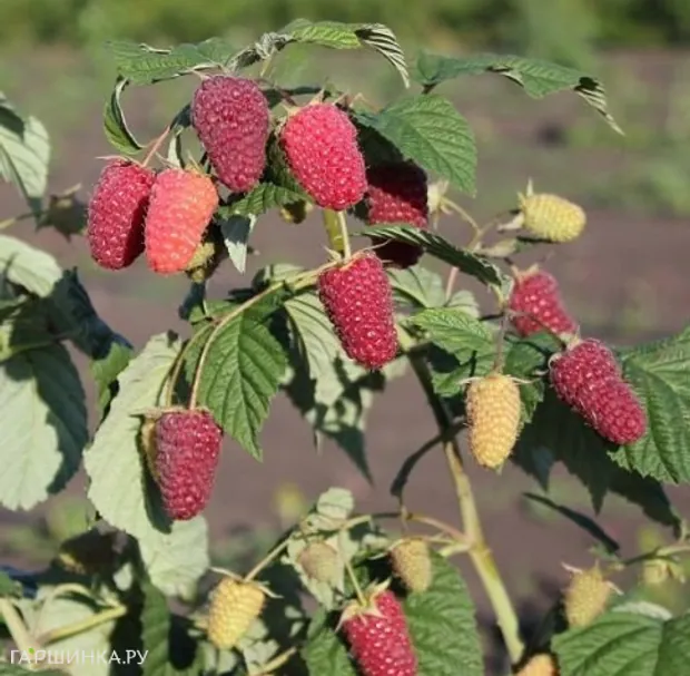 Малина Похвалинка (поздняя) от автора сорта