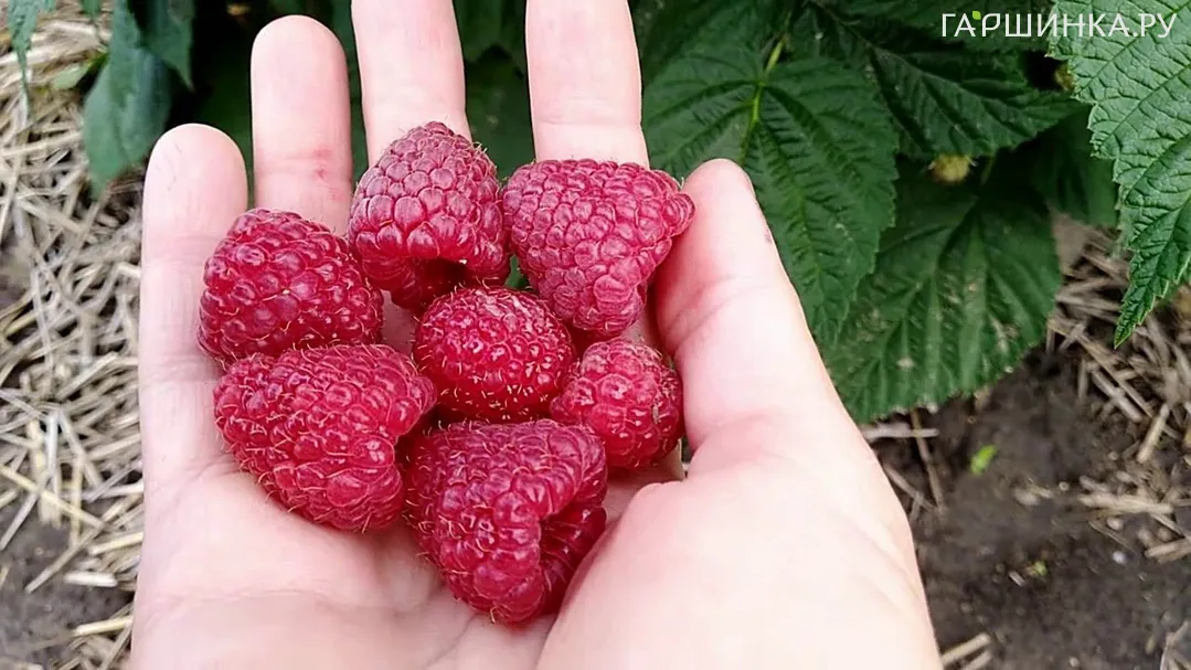 Малина Пингвин ремонтантная красная