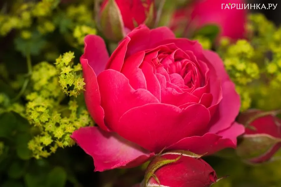 Роза Мэджик Рококо кустарниковая, Тантау (лиц)