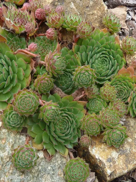 Молодило кровельное