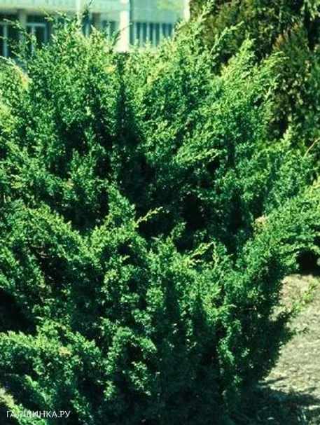 Можжевельник китайский Блаув