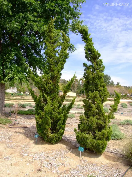 Можжевельник Кайзука китайский
