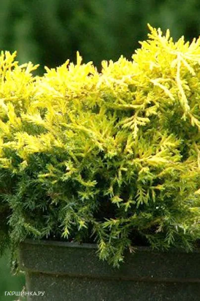 Можжевельник средний Кинг оф Сприн