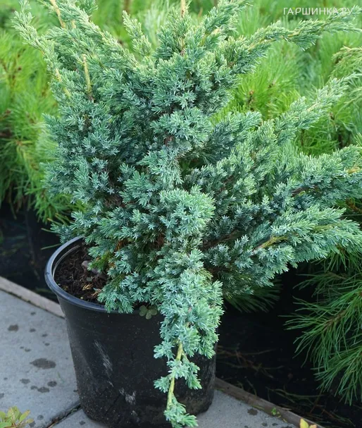 Можжевельник чешуйчатый Блю Компакт