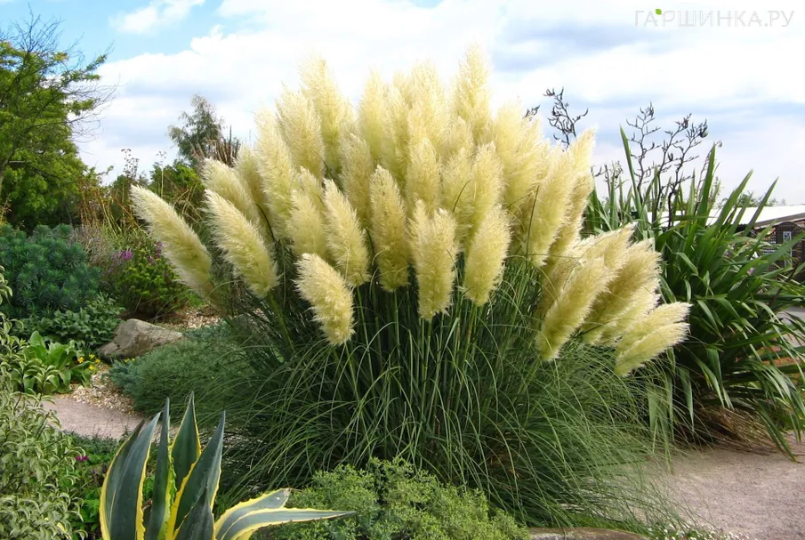 Пампасная трава (Кортадерия двудомная)