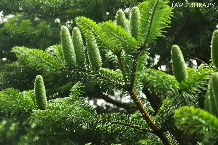 Пихта Альба