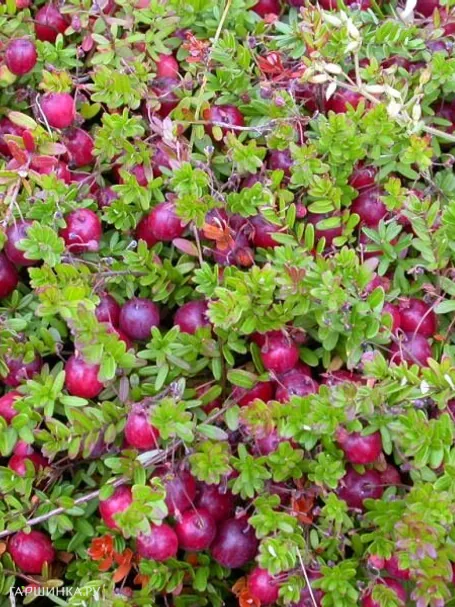 Клюква Пилигрим крупноплодная