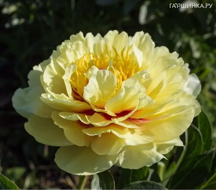 Пион Гаден Треже (ИТО)