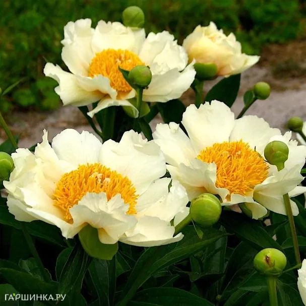 Пион Клер де Люн