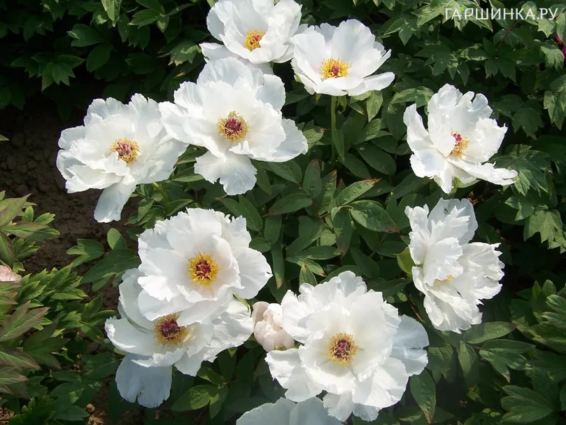 Пион белый древовидный