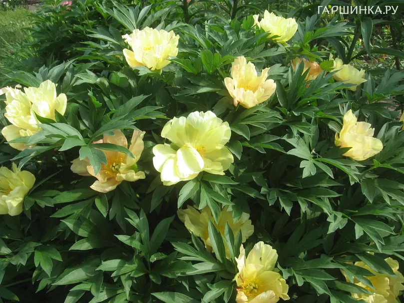 Пион Желтый древовидный