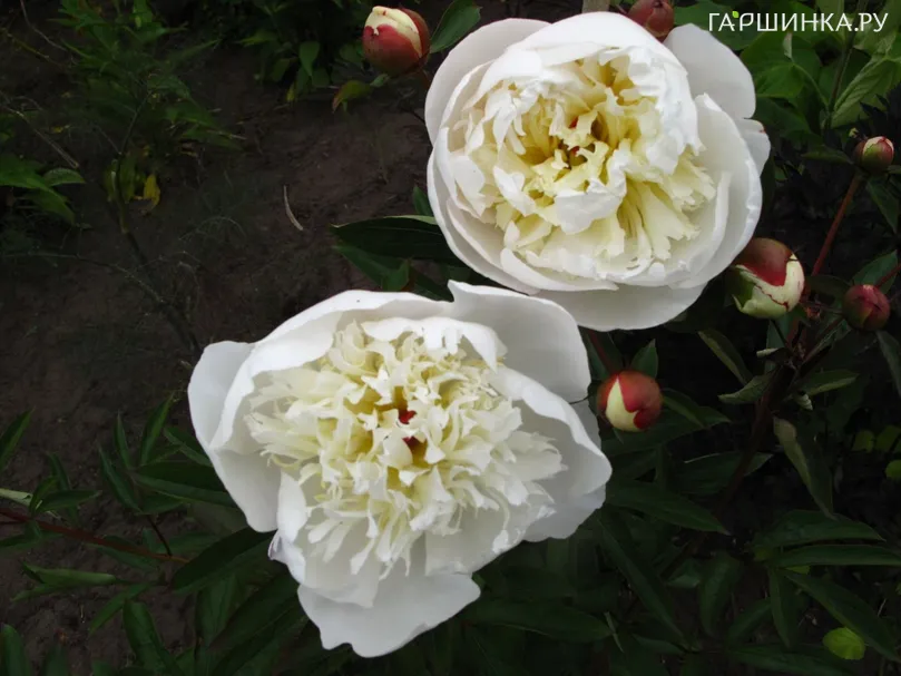 Пион Иммакюле