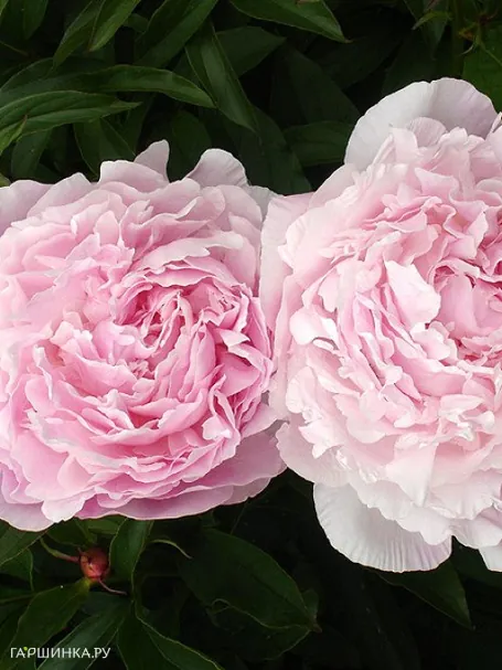 Пион Миртл Джентри