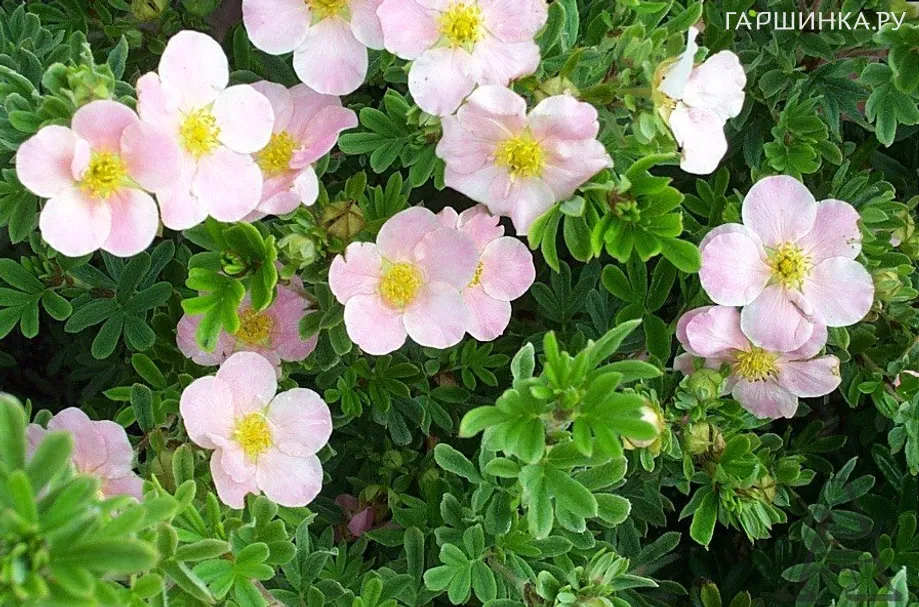 Лапчатка кустарниковая Пинк Виспер