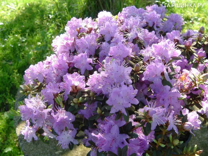 Рододендрон плотный