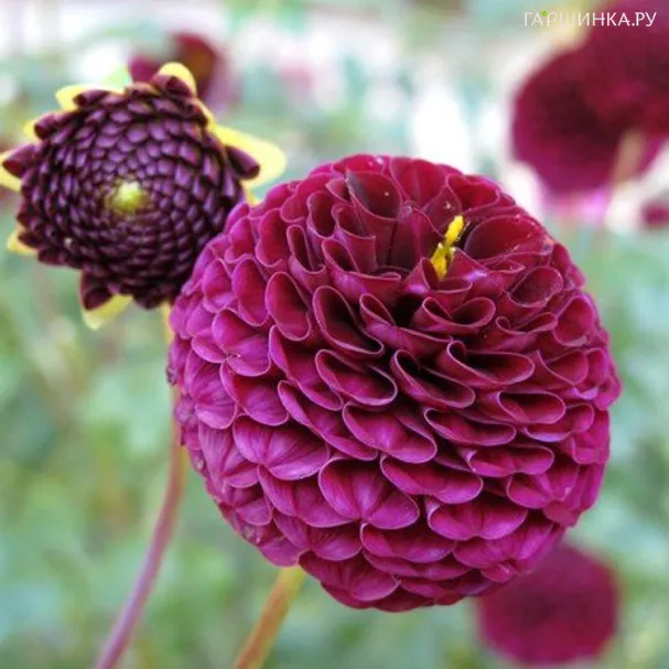 Георгина Рокко помпонная