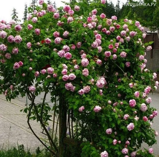 Роза Фердинанд Пичард, Гийо (лиц)