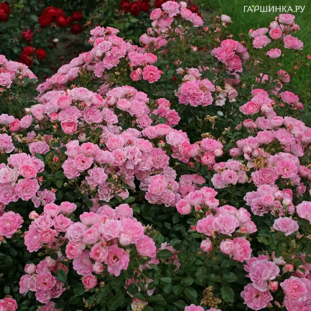 Роза Флирт, Кордес (лиц)