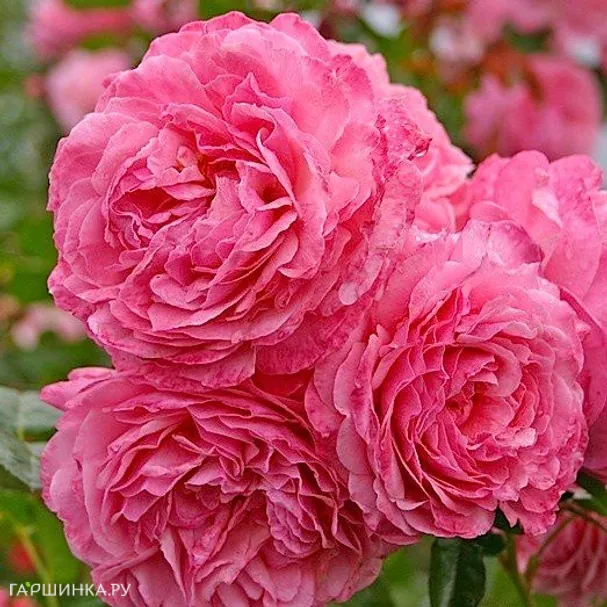 Роза Кельнер Флора, Кордес (лиц)