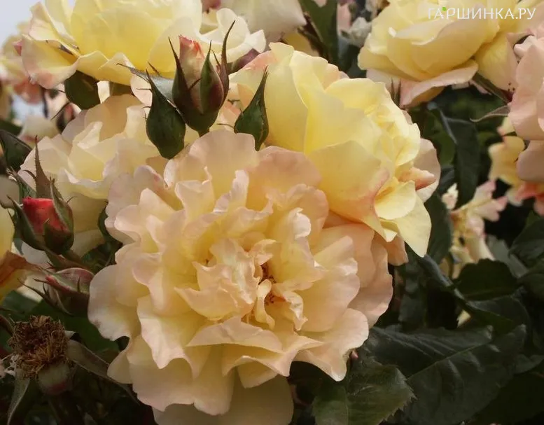 Роза Мунлайт, Кордес (лиц)