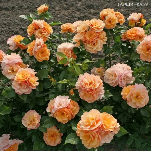 Роза Порторож, Кордес (лиц)