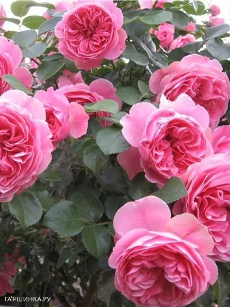 Роза Розенфи, Кордес (лиц)